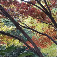 Red, orange and yellow autumn leaves form a colourful canopy above the wooded mountainside.