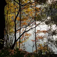 Golden autumn leaves frame a misty view across the lake in Taohualing Park.