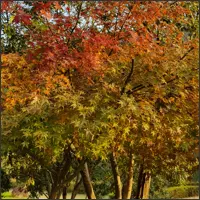 Dense foliage glows in brilliant shades of red, orange, yellow and green.