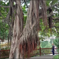 Large banyan tree with hanging aerial roots in a Guangzhou park.