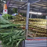 Freshly harvested sugar cane stacked at a street market in Guangzhou.
