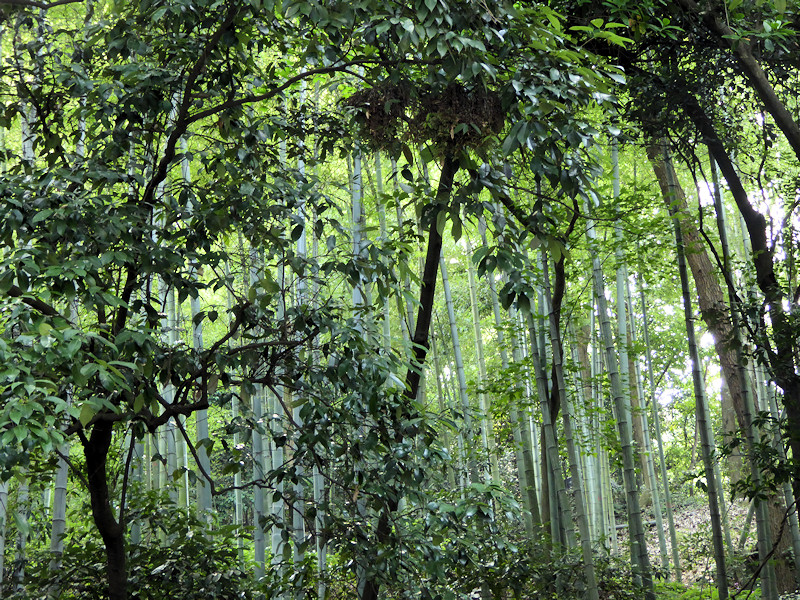 Hangzhou - Bamboo forests