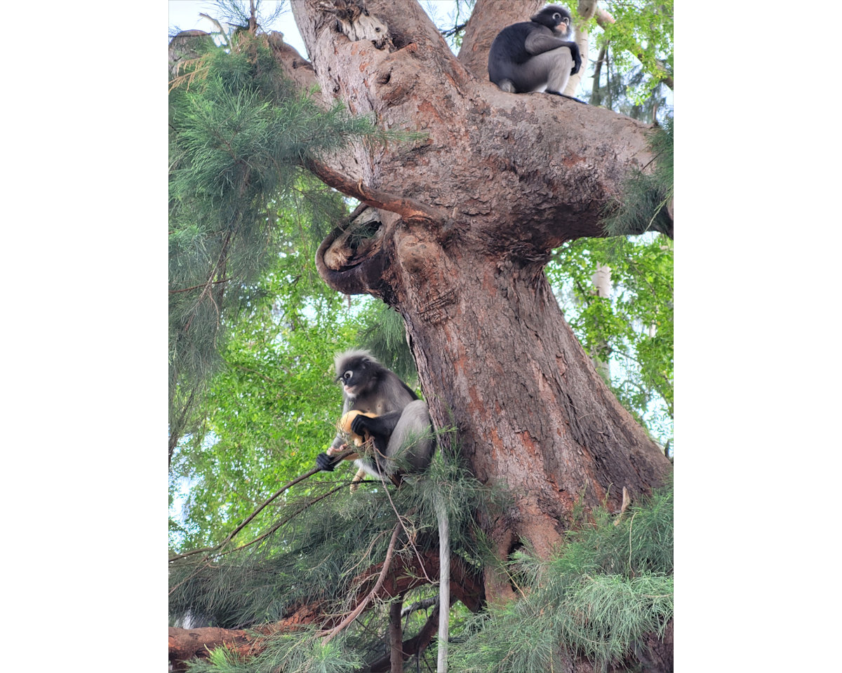 Dusky Leaf Monkeys, Wing 5, Prachuap