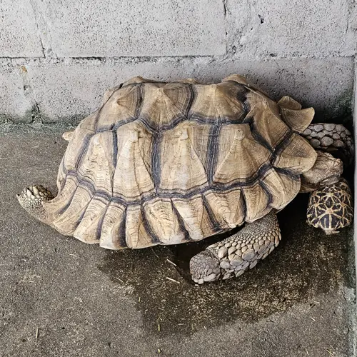 Baby tortoise beside a larger tortoise