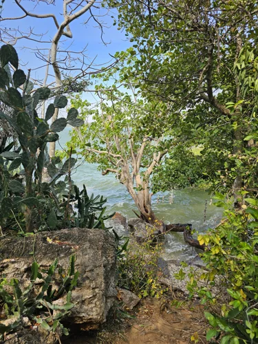 Dry coastal vegetation with cactus-like plants along the forest trail at Khao Ta Mong Lai