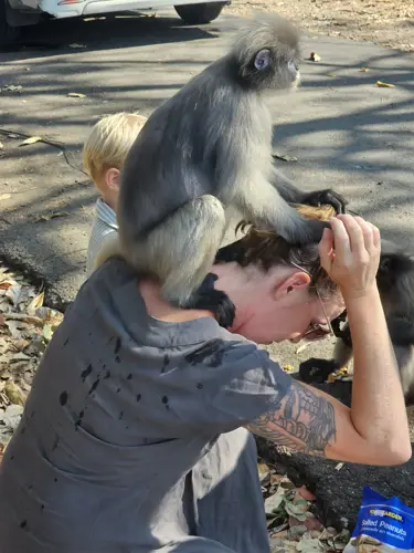 Women with Dusky Leaf monkey on the back, wearing a very soiled shirt