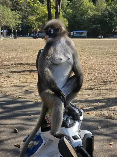 Dusky Leaf monkey sitting on a motorbike