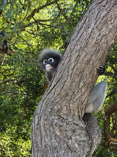 Dusky Leaf monkey in a tree in Prachuap Khiri Khan