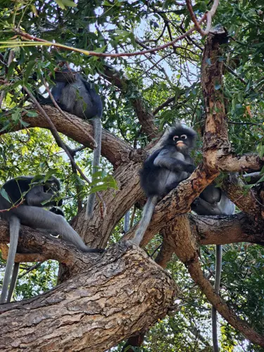 Dusky Leaf monkeys at the Base, Prachuap Khiri Khan