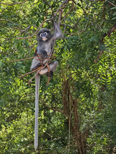 Dusky Leaf monkey in a tree in Prachuap Khiri Khan