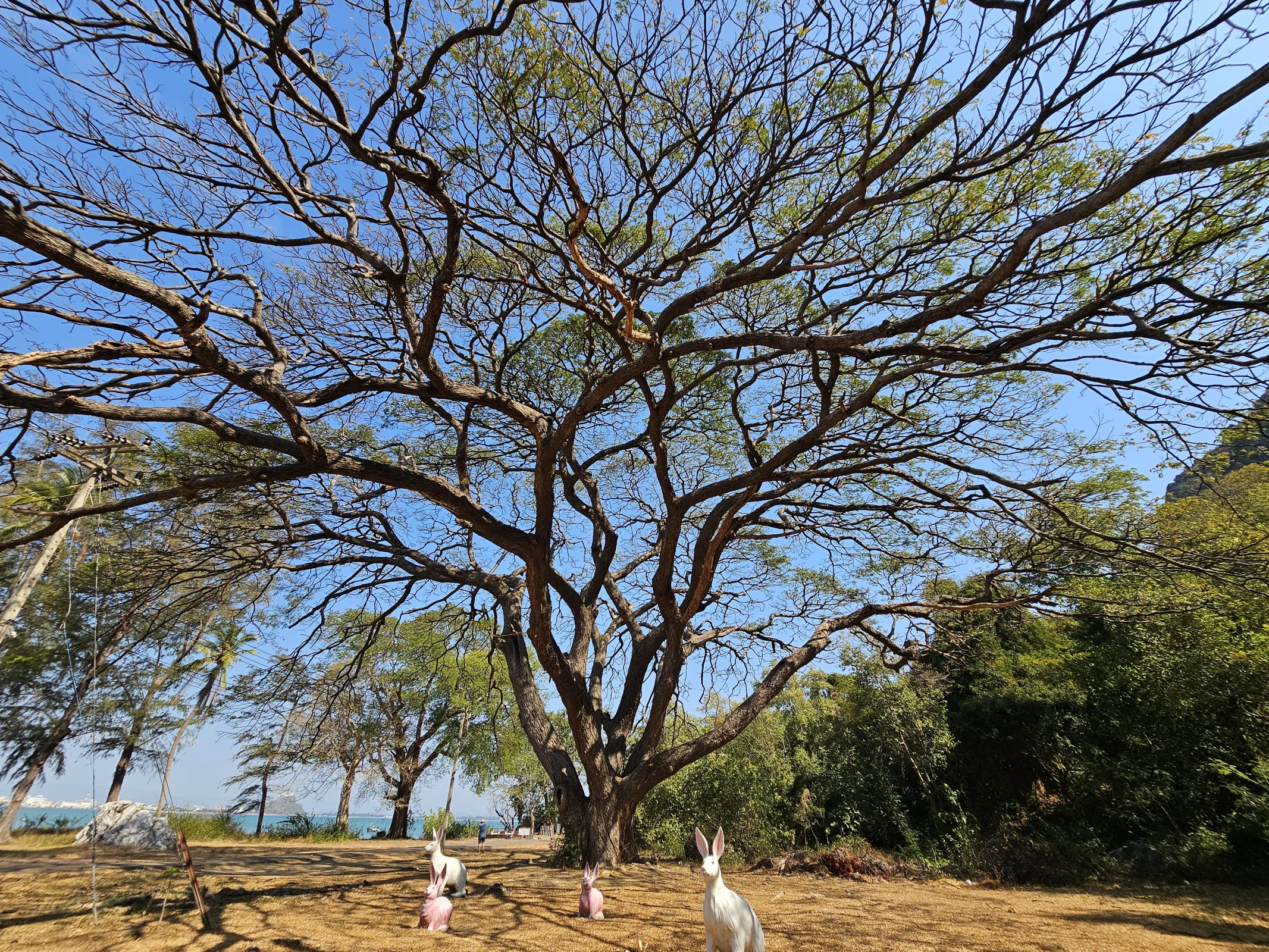 Massive old rain tree