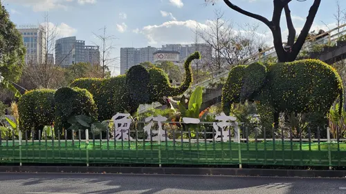 Three large elephant sculptures shaped from trimmed hedges in Kunming.