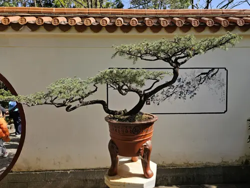 Bonsai tree displayed in Green Lake Park in Kunming, with layered branches and surrounding park elements in the background.
