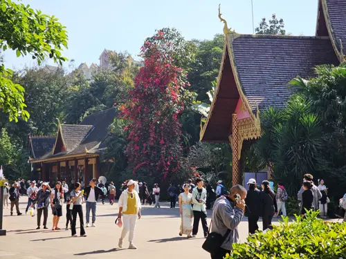 Large bougainvillea plant covered in bright red blossoms towering above people and buildings in Jinghong