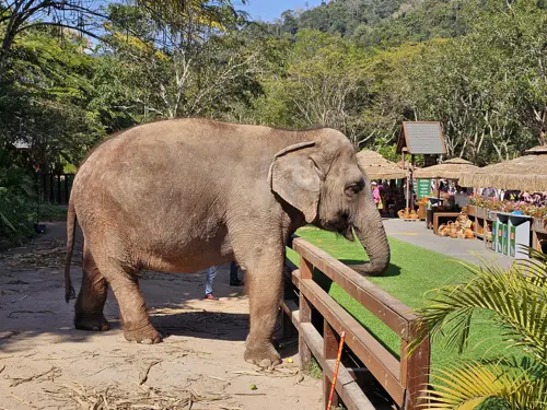 Asian elephant standing near a wooden fence at Wild Elephant Valley in Xishuangbanna