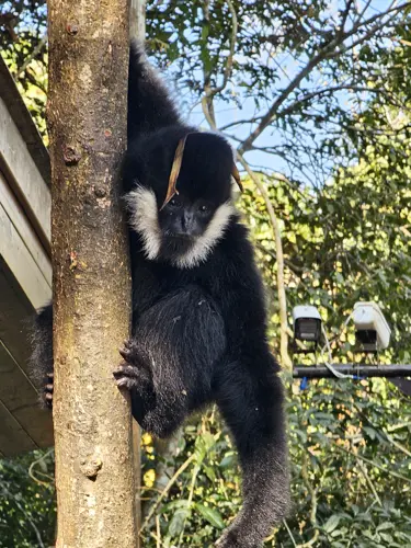 White-cheeked gibbon climbing a tree near a walkway in Wild Elephant Valley