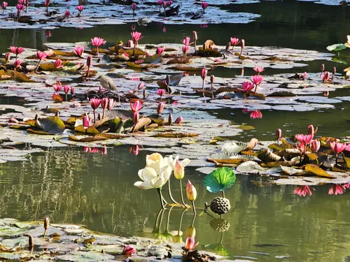 Lotus pond with pink and white flowers and green leaves on the water
