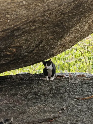 Cat squeezing through a narrow gap between two large boulders