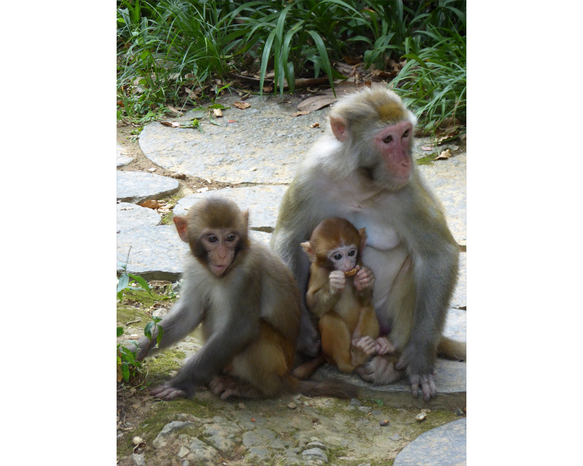 Guilin - the monkeys at Seven Star Park
