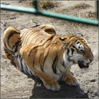 Harbin, Siberian Tiger Park 