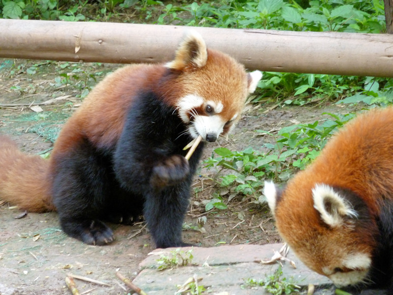 Panda base - red pandas