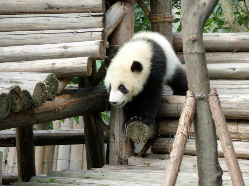 Panda base - giant pandas