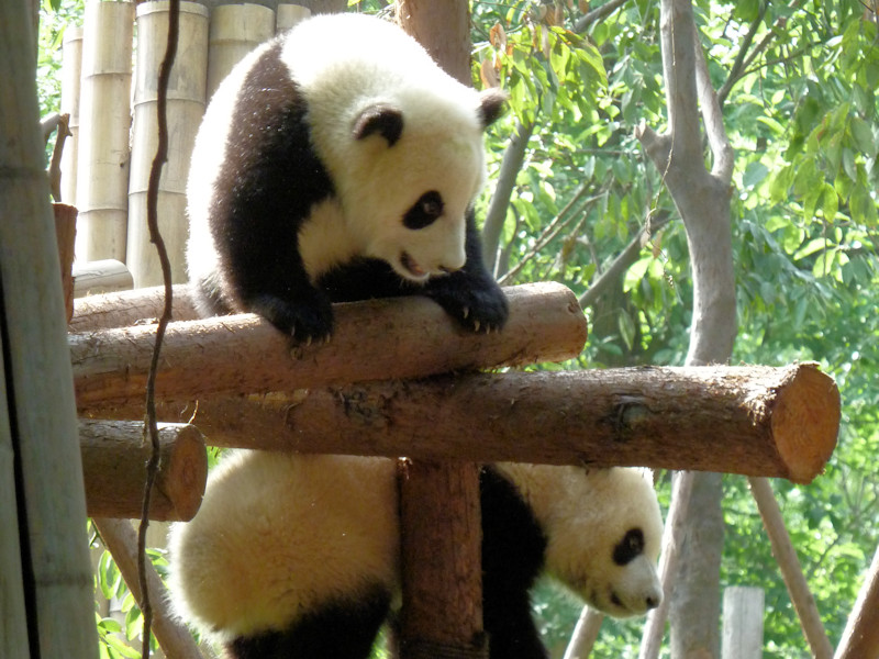 Panda base - giant pandas